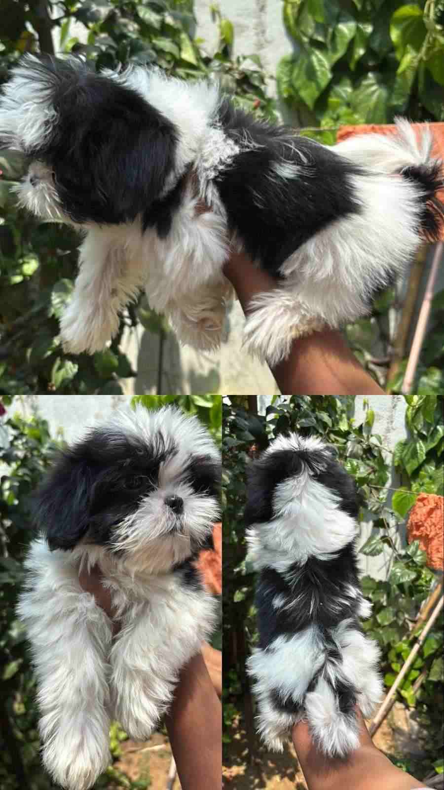 Shih Tzu For Sale In Chennai