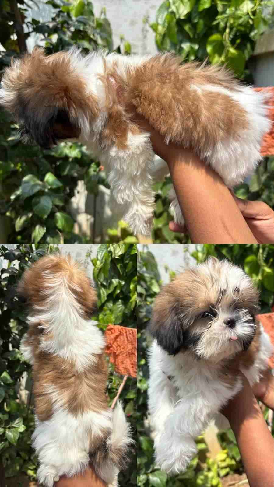 Shih Tzu For Sale In Chennai