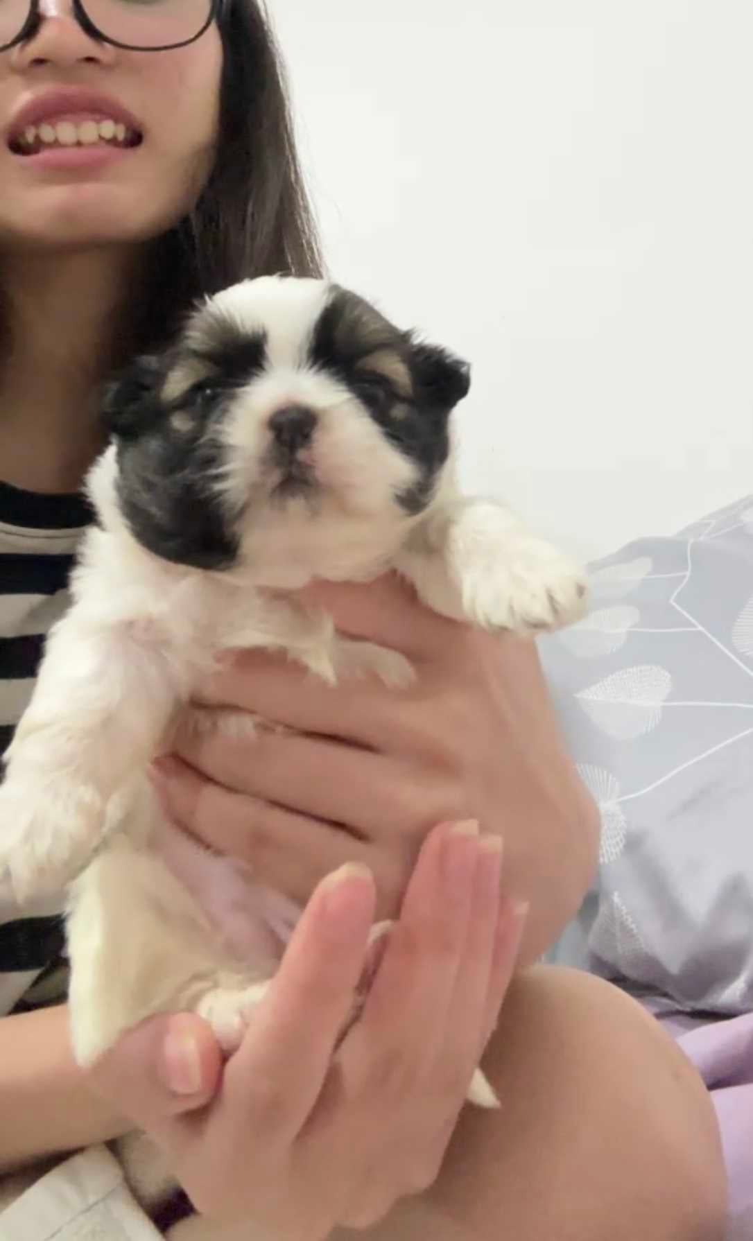 Shih Tzu For Sale In Guwahati