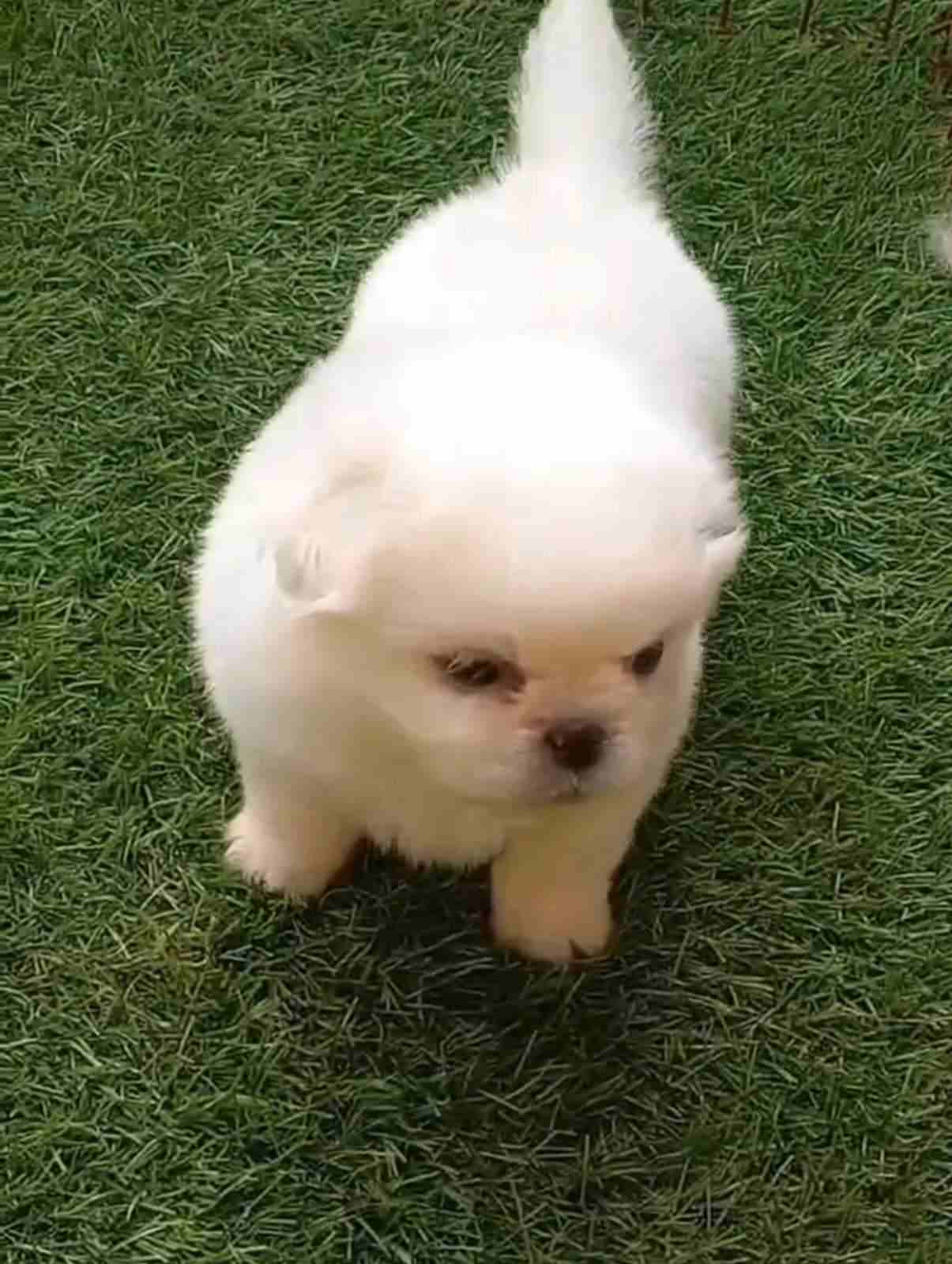 Pekingese For Sale In Jodhpur