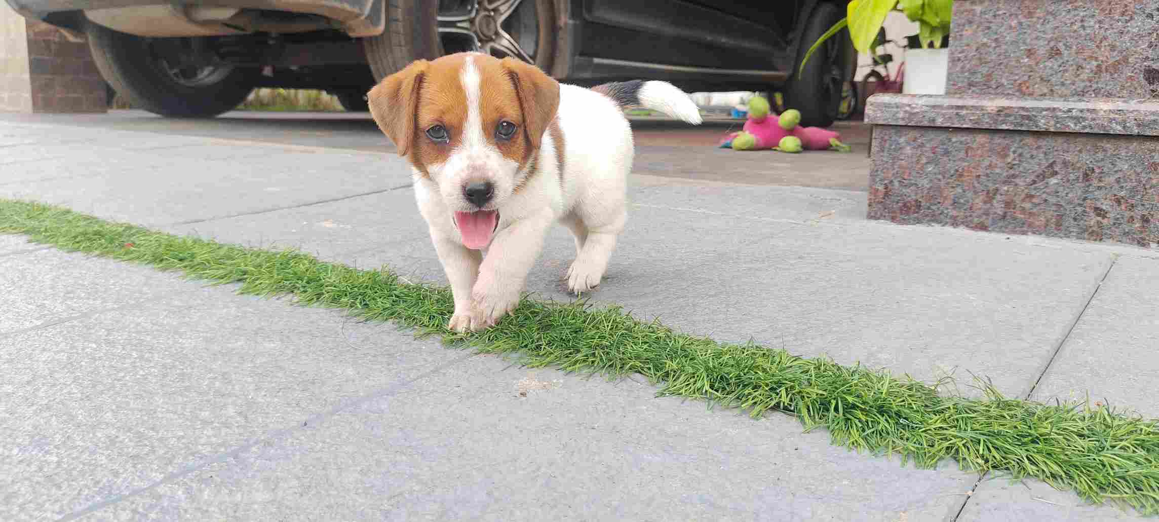 Jack Russell Terrier For Sale In Kottayam