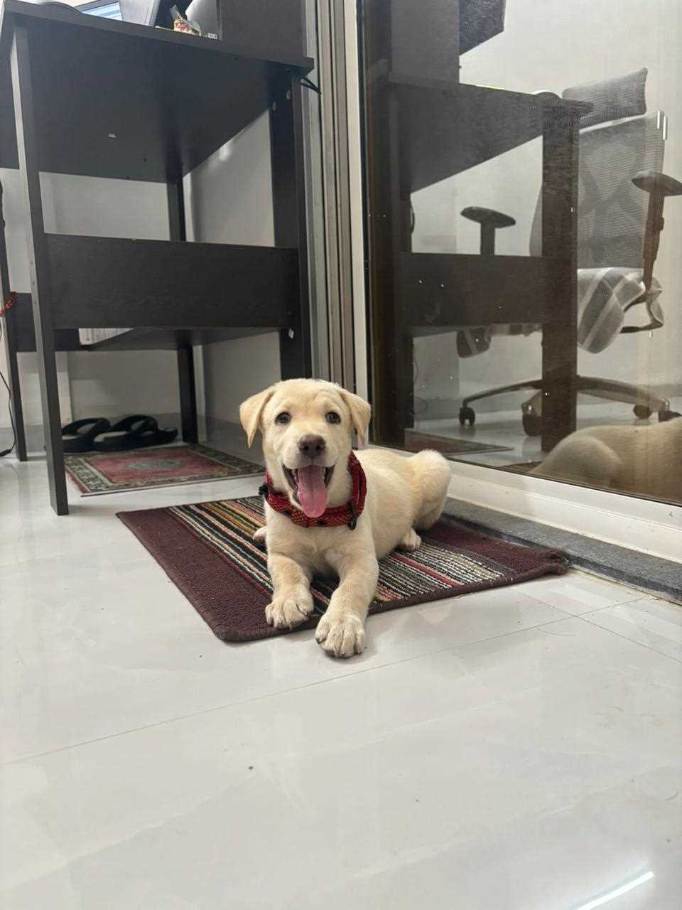 Labrador Retriever For Sale In Pune