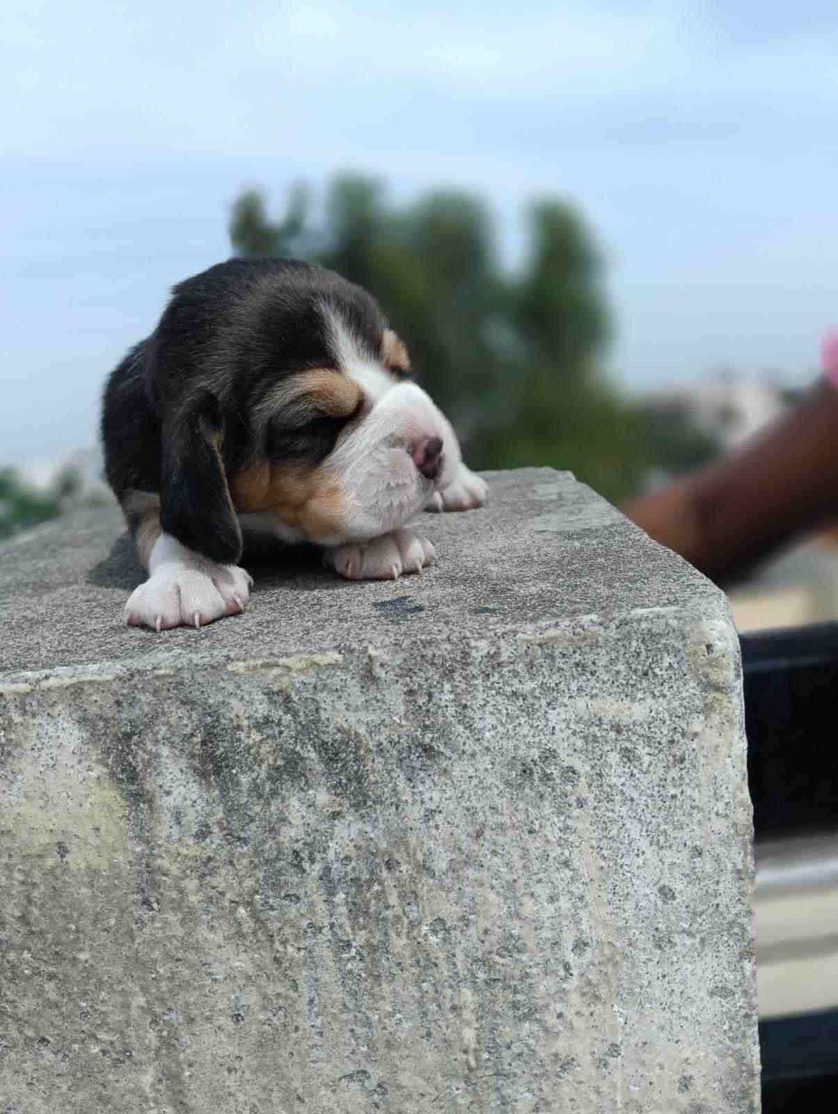 Beagle For Sale In Kurukshetra