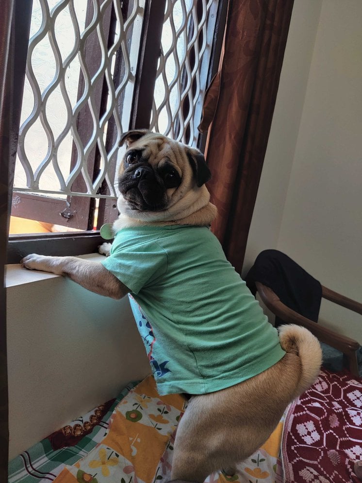 Pug Dogs For Mating In Mysore