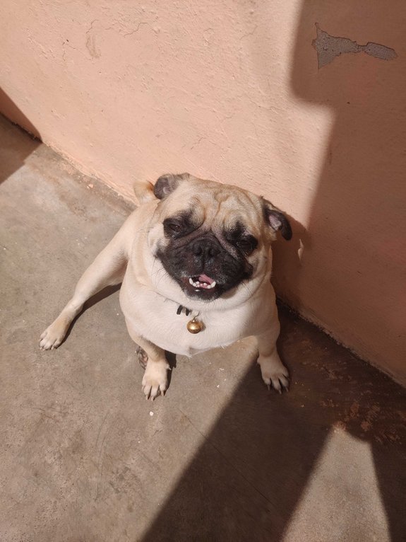 Pug Dogs For Mating In Mysore