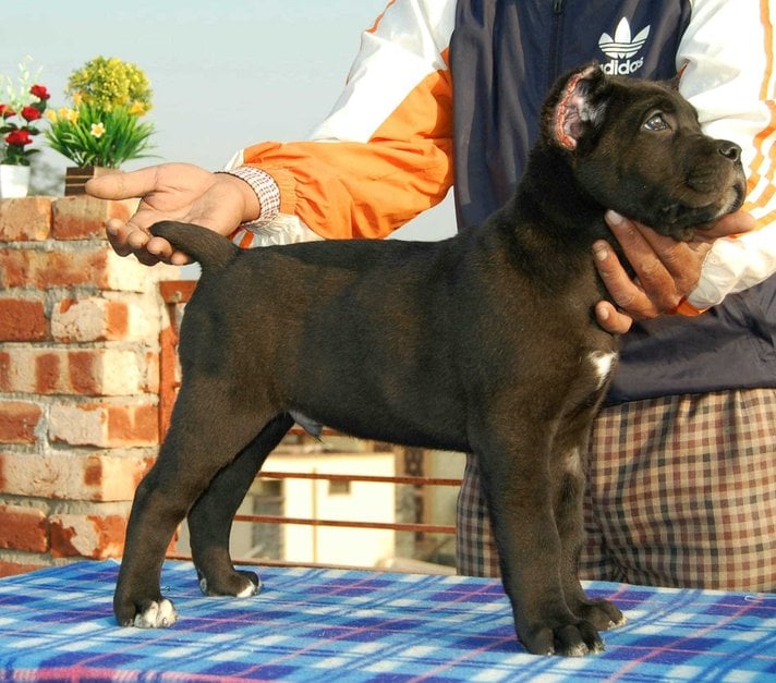 Cane Corso For Sale In Pune