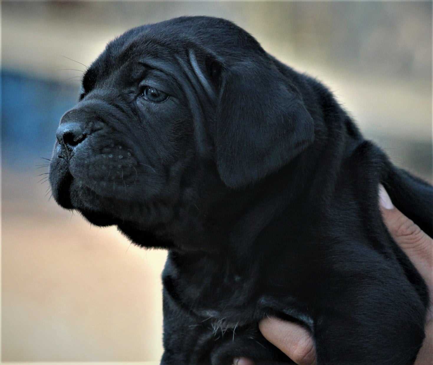 Cane Corso For Sale In Pune