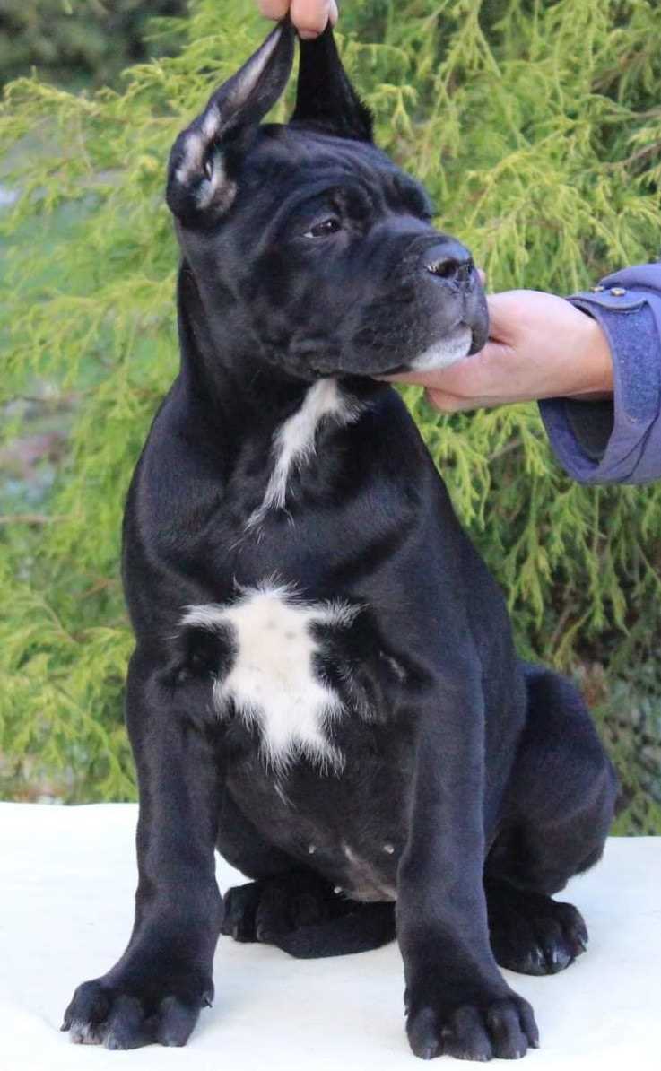 Cane Corso For Sale In Pune