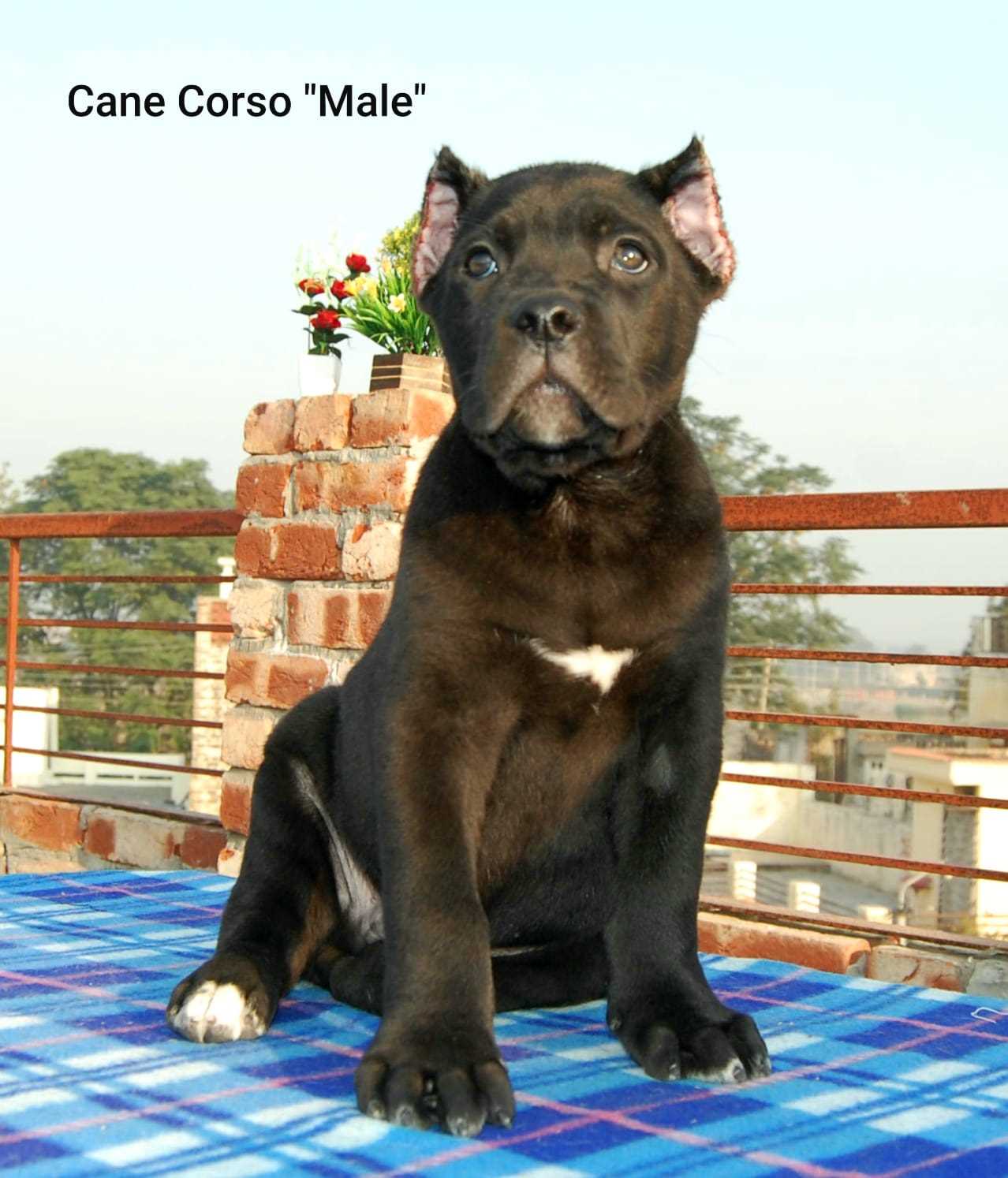 Cane Corso For Sale In Pune