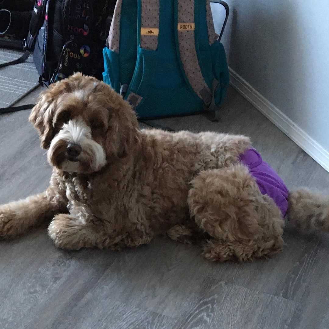 Labradoodle For Sale In Bangalore