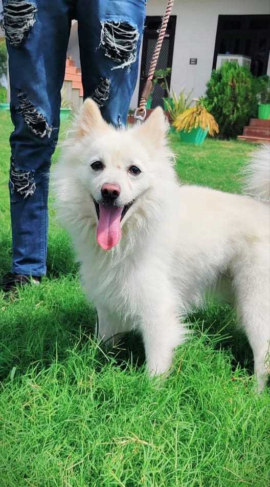 Pomeranian For Sale In Nanded