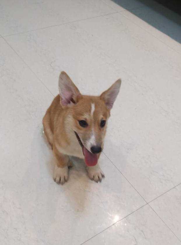 Pembroke Welsh Corgi For Sale In Mumbai