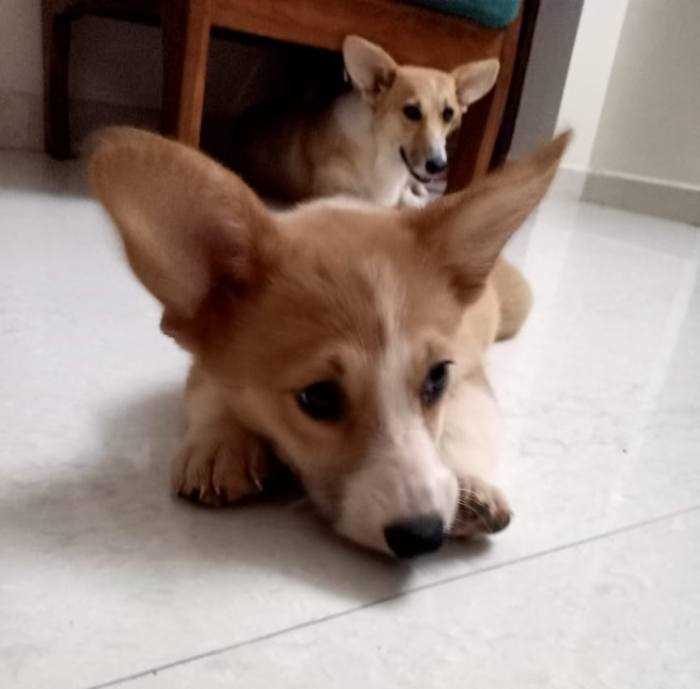 Pembroke Welsh Corgi For Sale In Mumbai