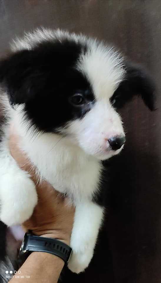 Border Collie For Sale In Mumbai