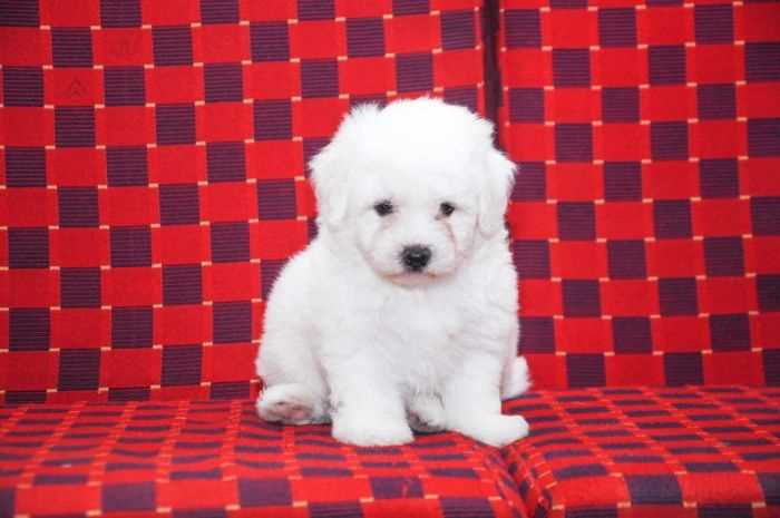 Bichon Frise For Sale In Pune