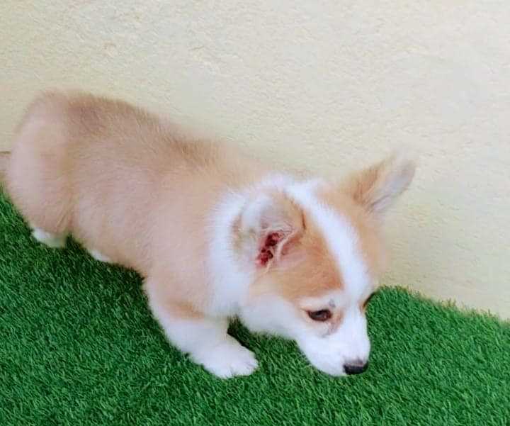 Pembroke Welsh Corgi For Sale In Kolkata