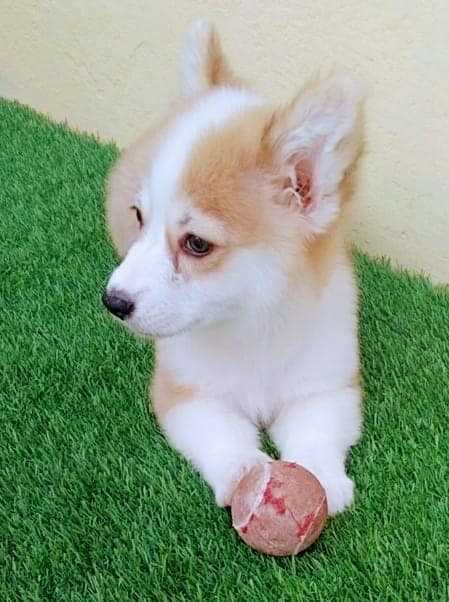 Pembroke Welsh Corgi For Sale In Kolkata