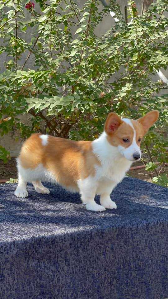 Pembroke Welsh Corgi For Sale In Kolkata