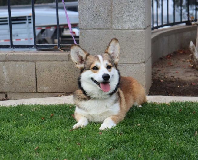 Pembroke Welsh Corgi For Sale In Kolkata