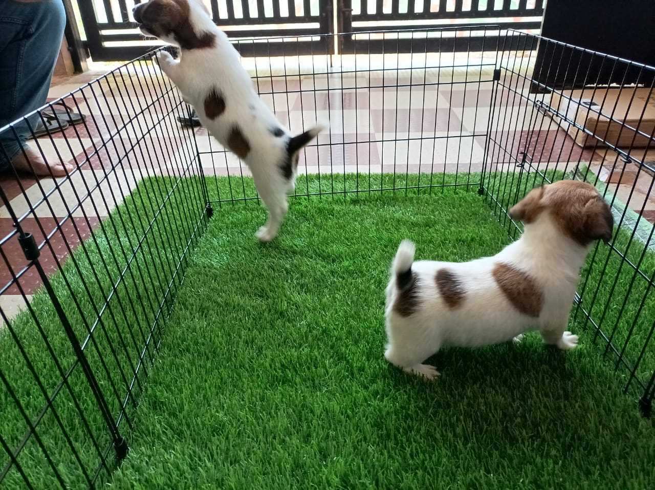 Jack Russell Terrier For Sale In Bangalore