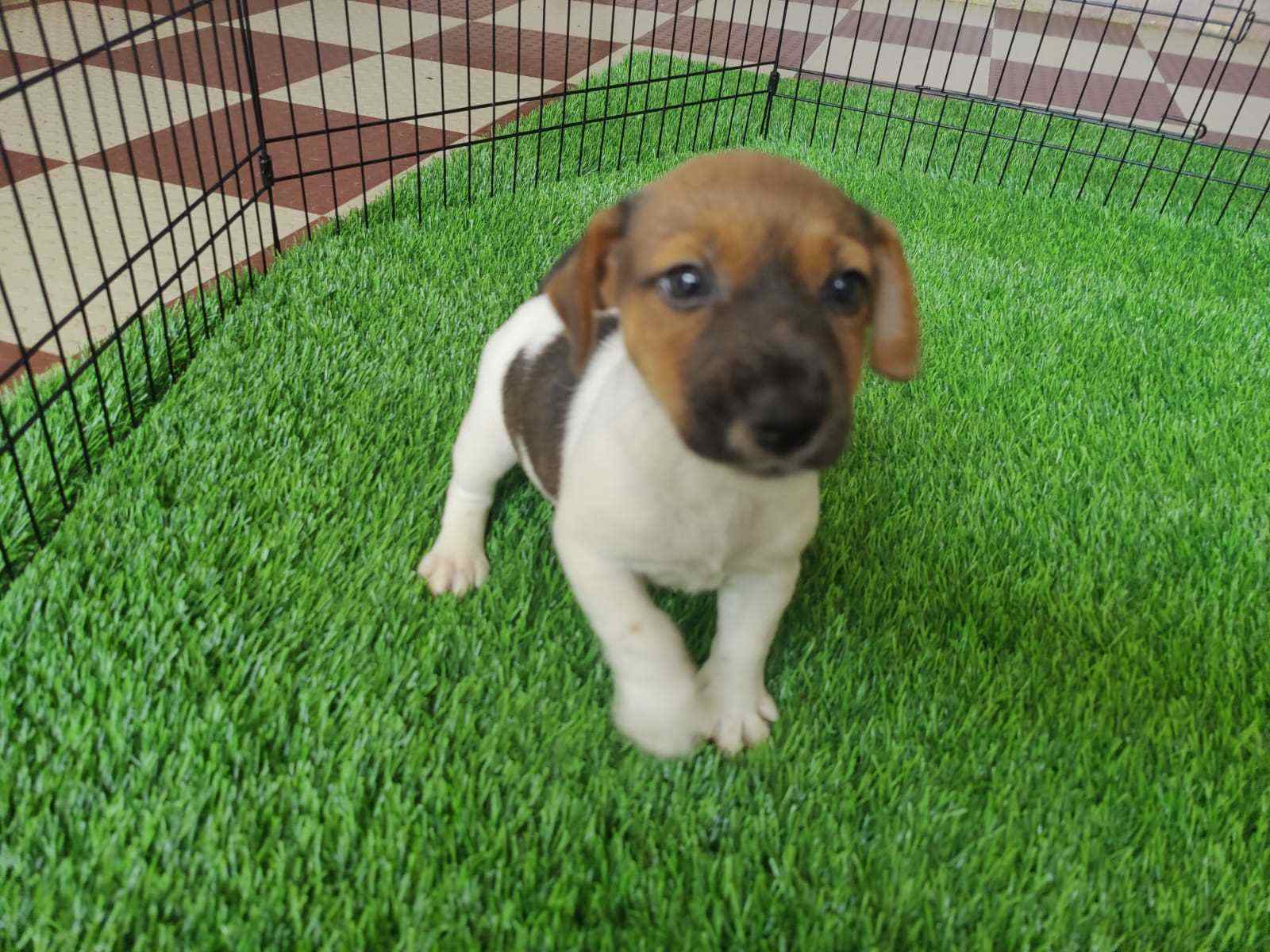 Jack Russell Terrier For Sale In Bangalore