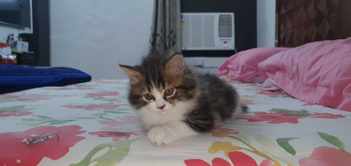 Persian For Sale In Meerut