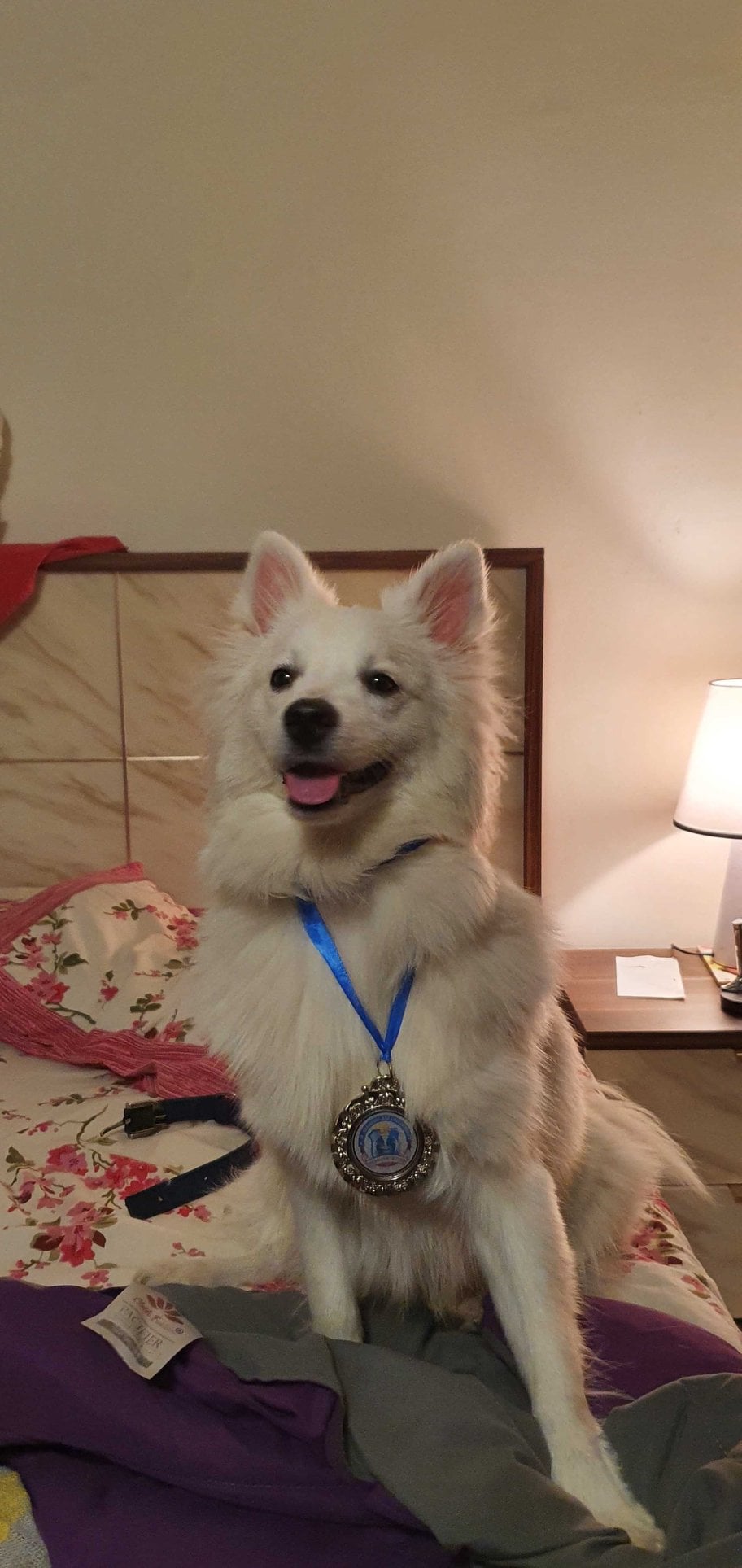 Indian Spitz Dogs For Mating In Gurgaon