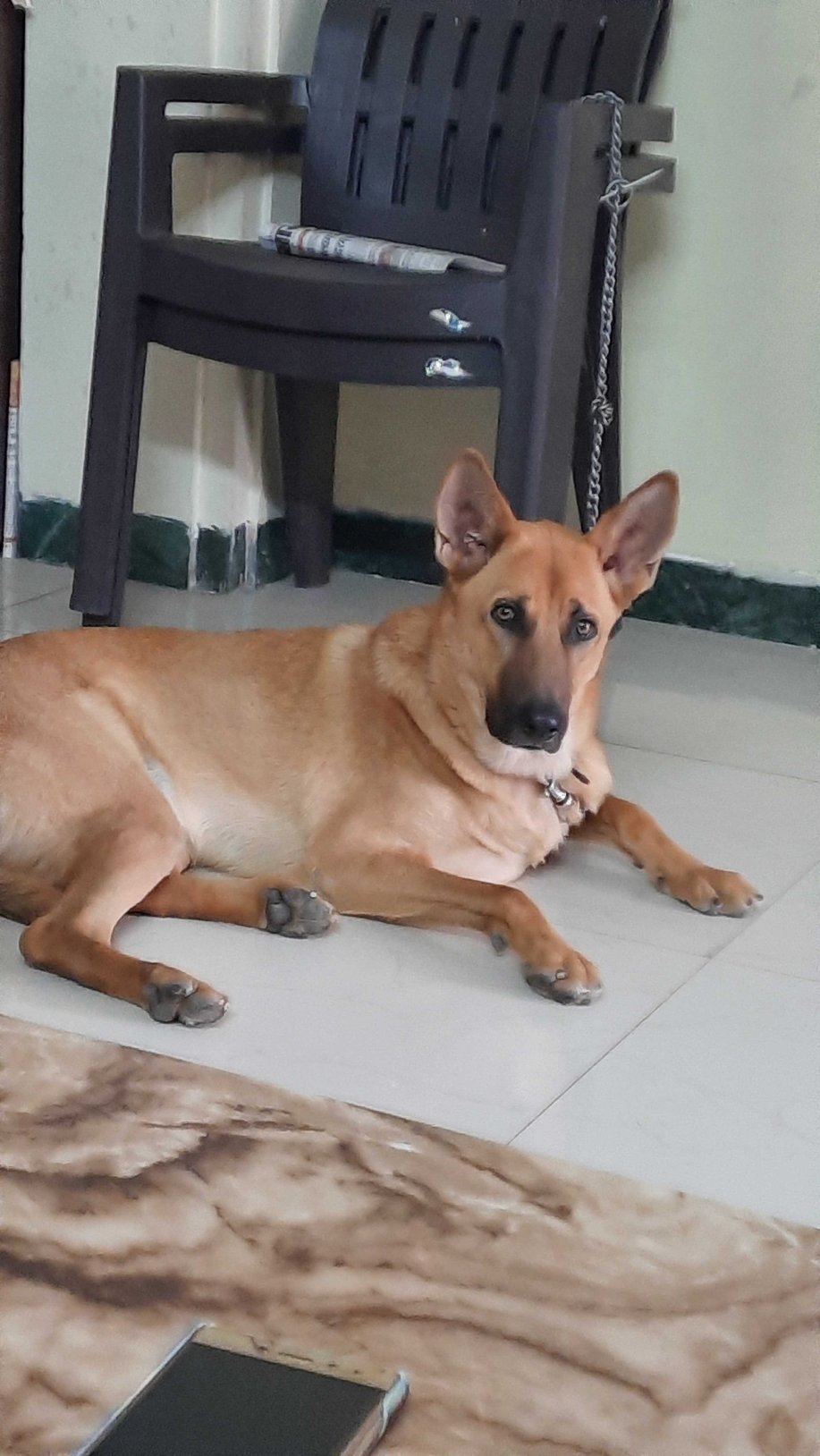 German Shepherd For Adoption In Indore