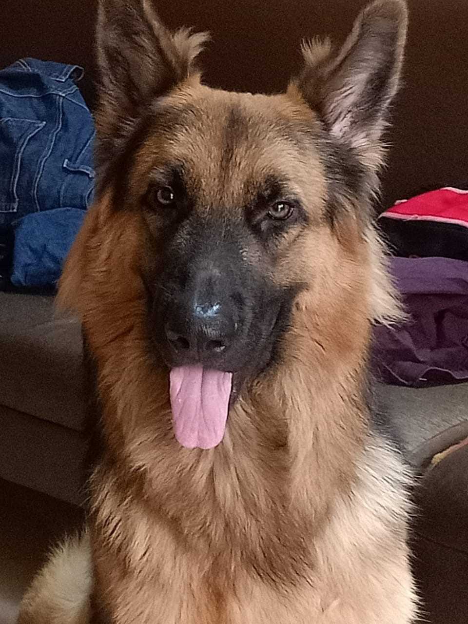 German Shepherd Dogs For Mating In Sikar