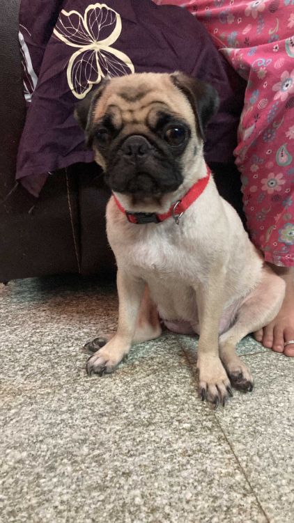 Pug For Sale In Hyderabad