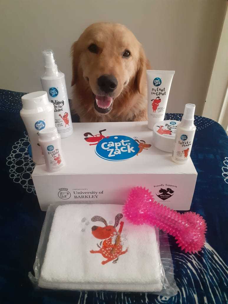 Golden Retriever Dogs For Mating In Munger