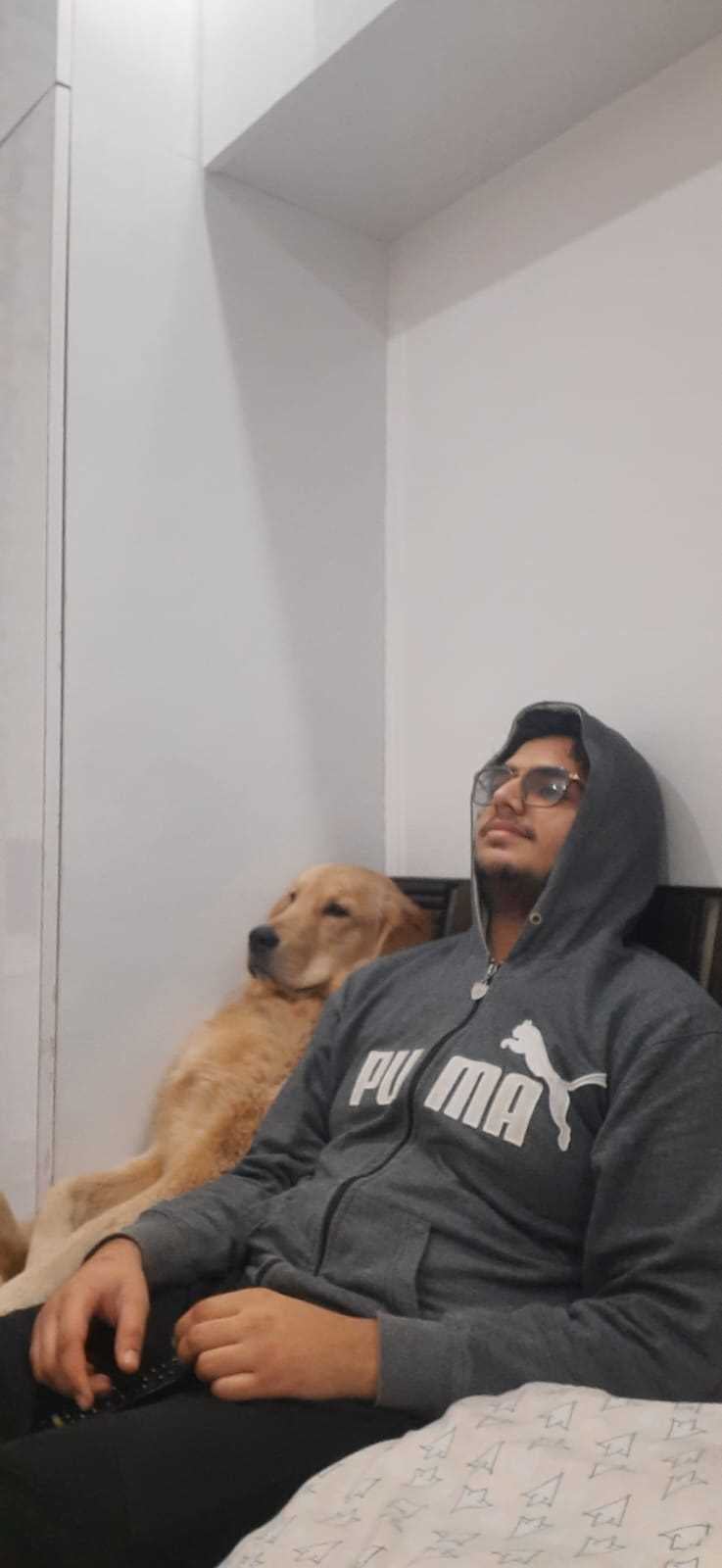 Golden Retriever Dogs For Mating In Munger