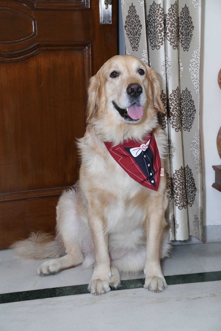 Golden Retriever Dogs For Mating In Munger