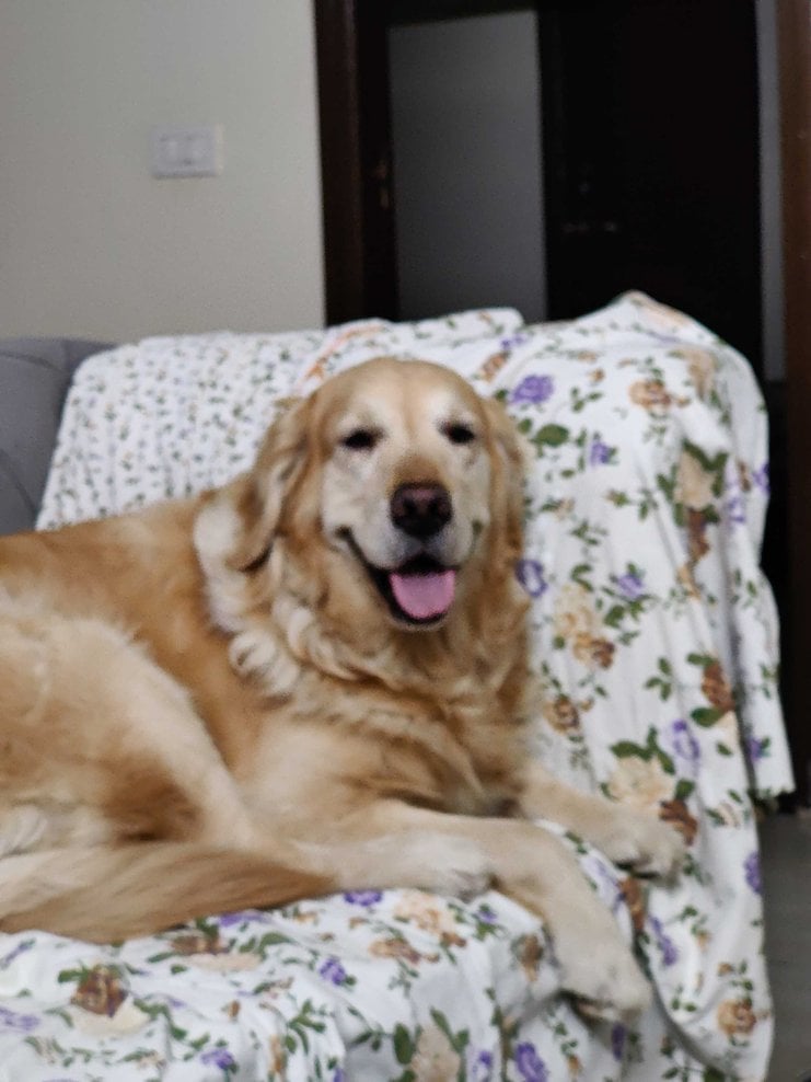 Golden Retriever Dogs For Mating In Munger