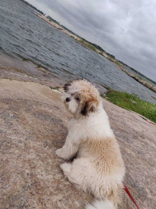 Lhasa Apso Dogs For Mating In Chennai