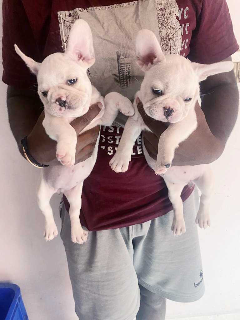 French Bulldog For Sale In Bangalore