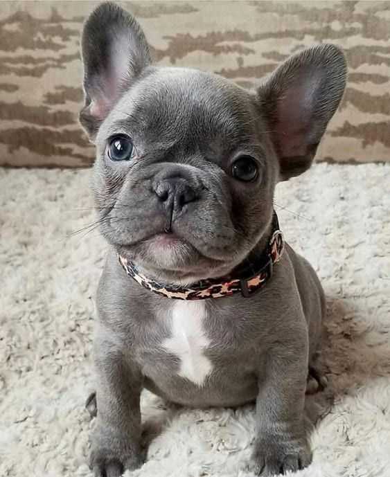 French Bulldog For Sale In Hyderabad