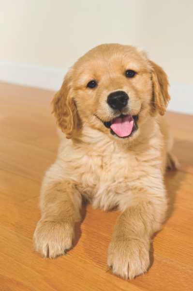 Golden Retriever For Sale In Ahmedabad