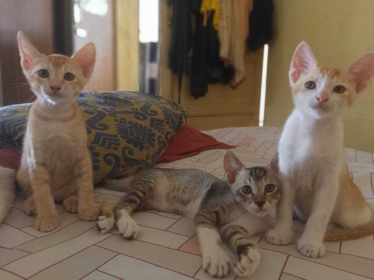 Indian Breed For Adoption In Varanasi