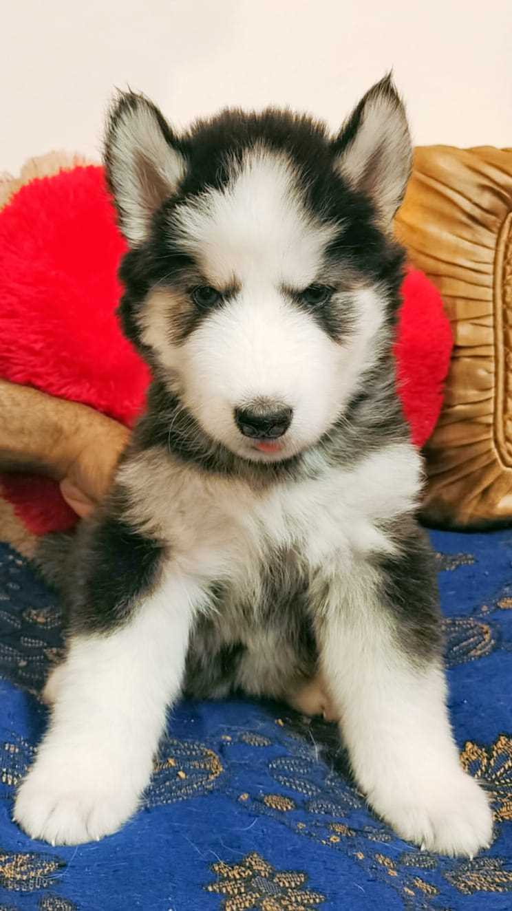 Siberian Husky For Sale In Bhopal