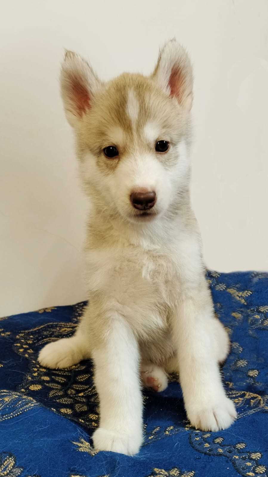 Siberian Husky For Sale In Kanpur