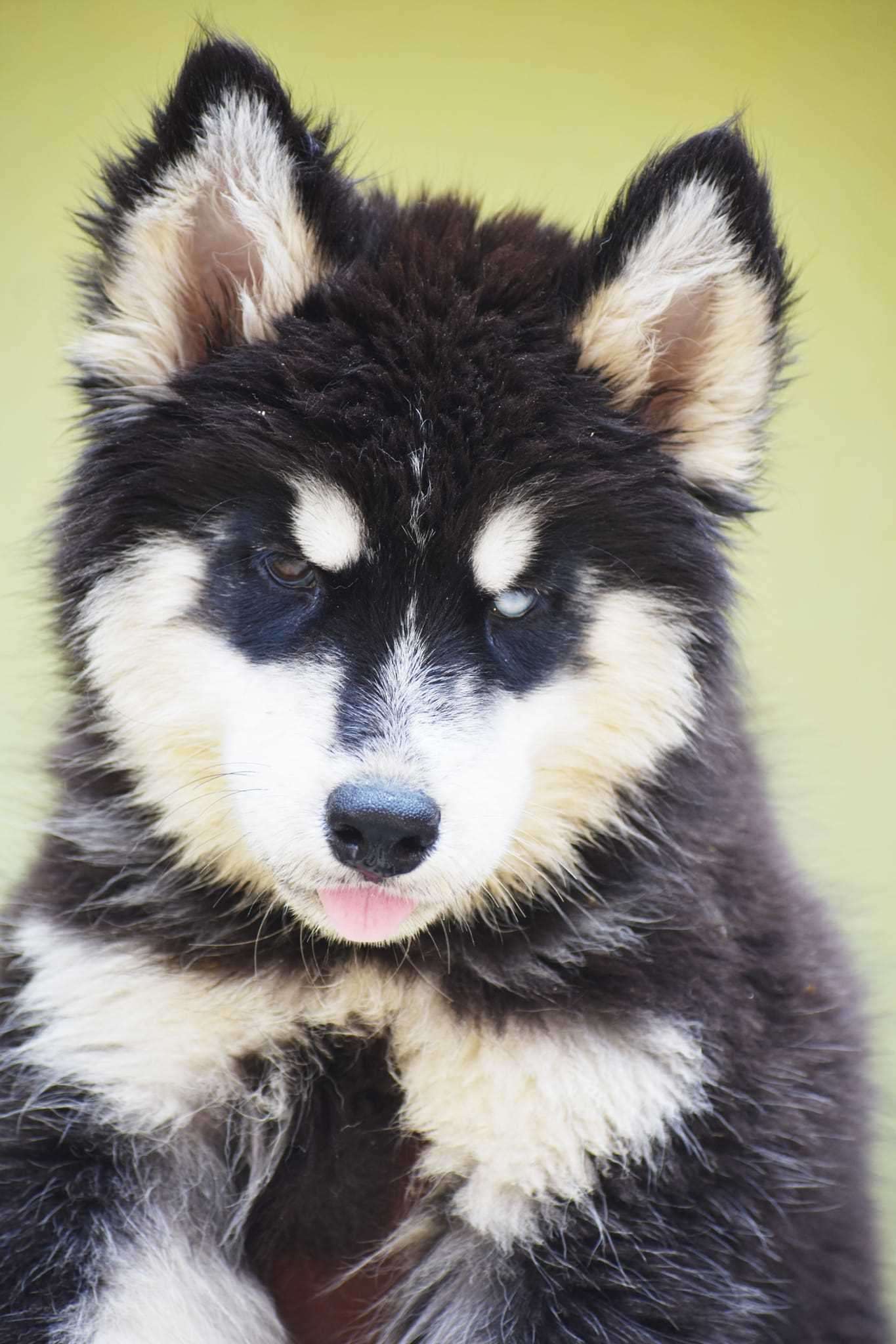 Siberian Husky For Sale In Bhopal