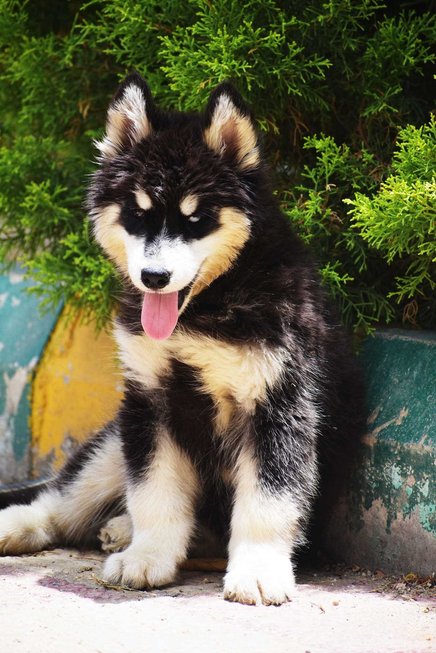 Siberian Husky For Sale In Bhopal