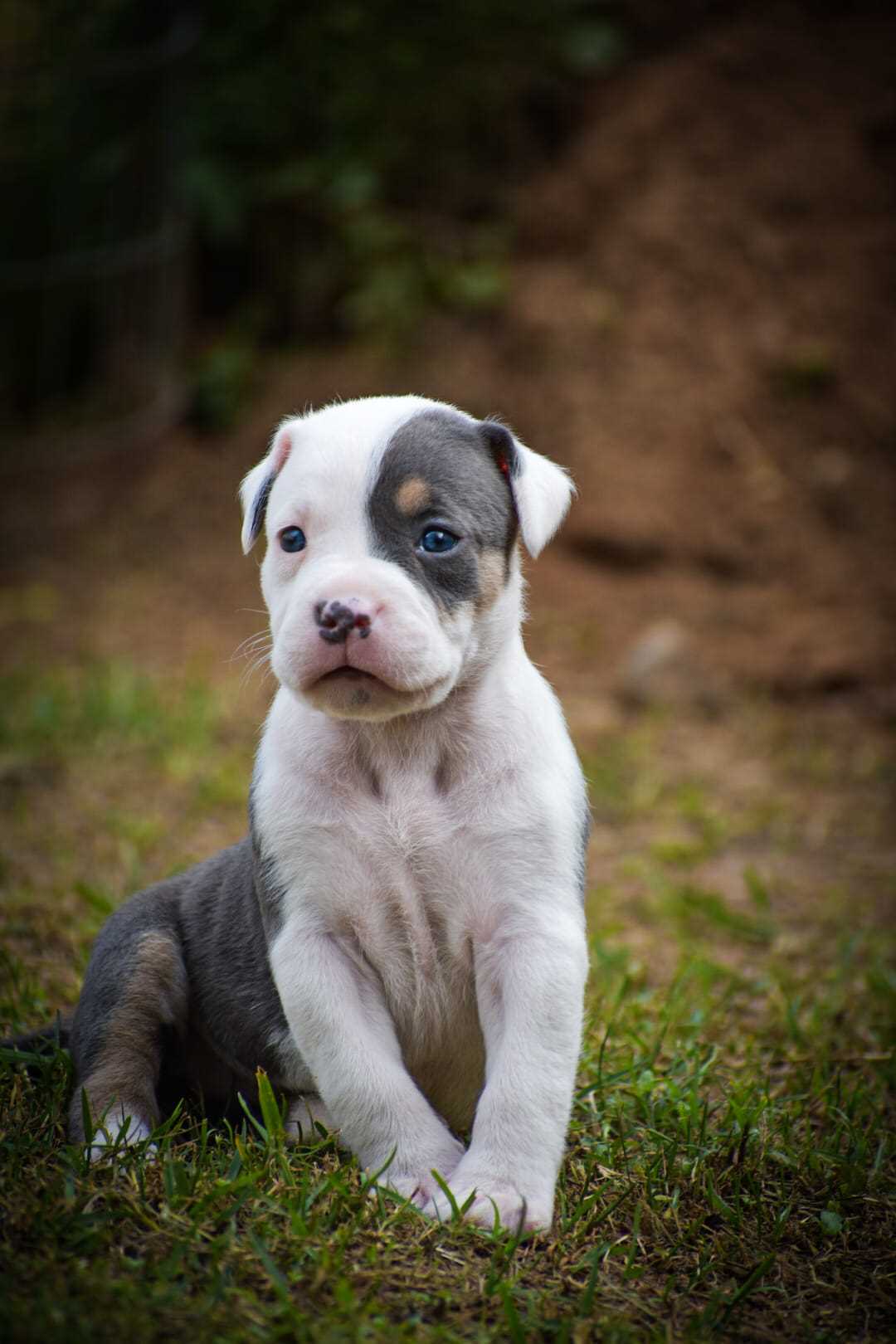 American Bully For Sale In Bhubaneswar