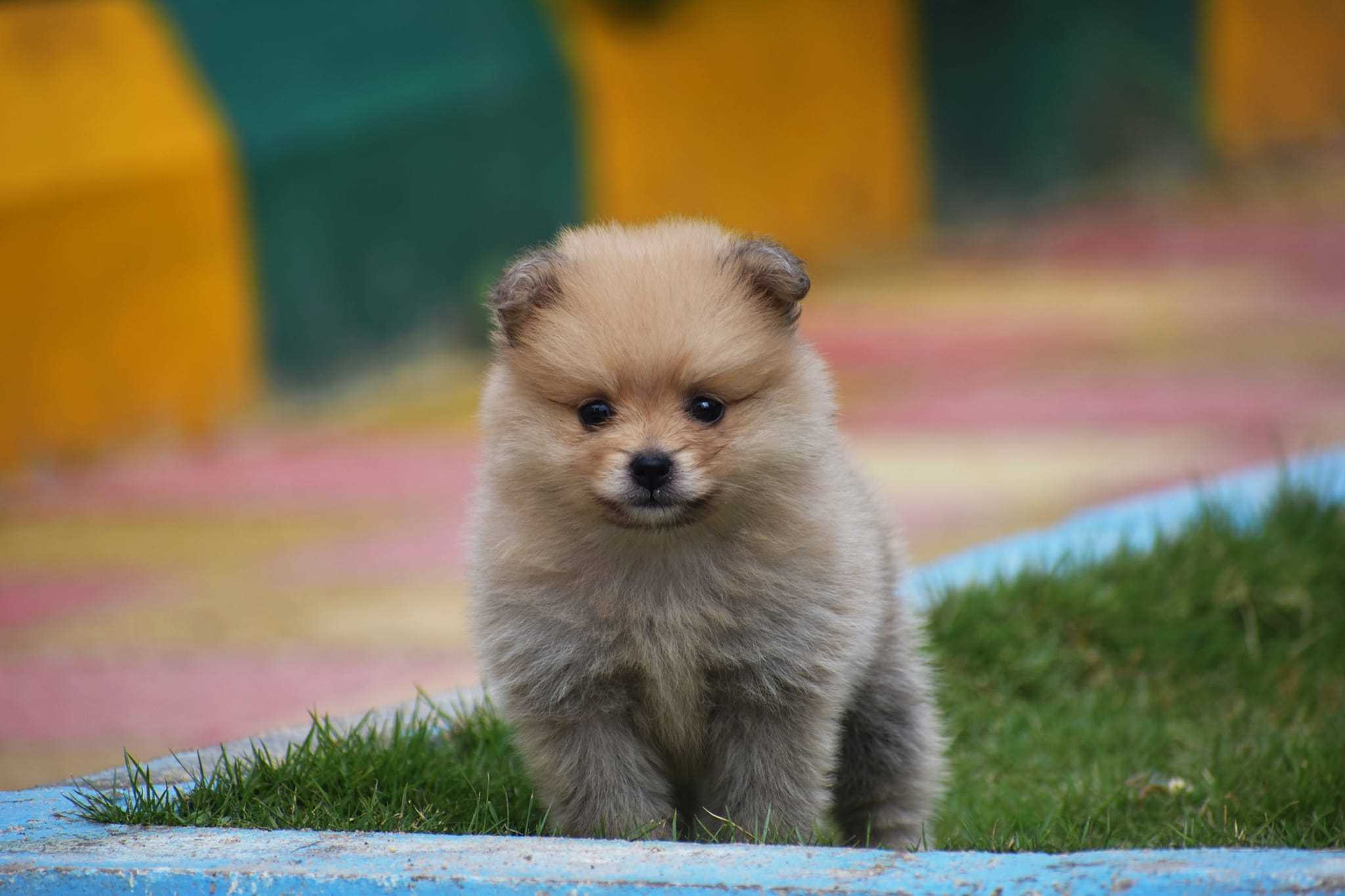 Culture Pomeranian For Sale In Kolkata