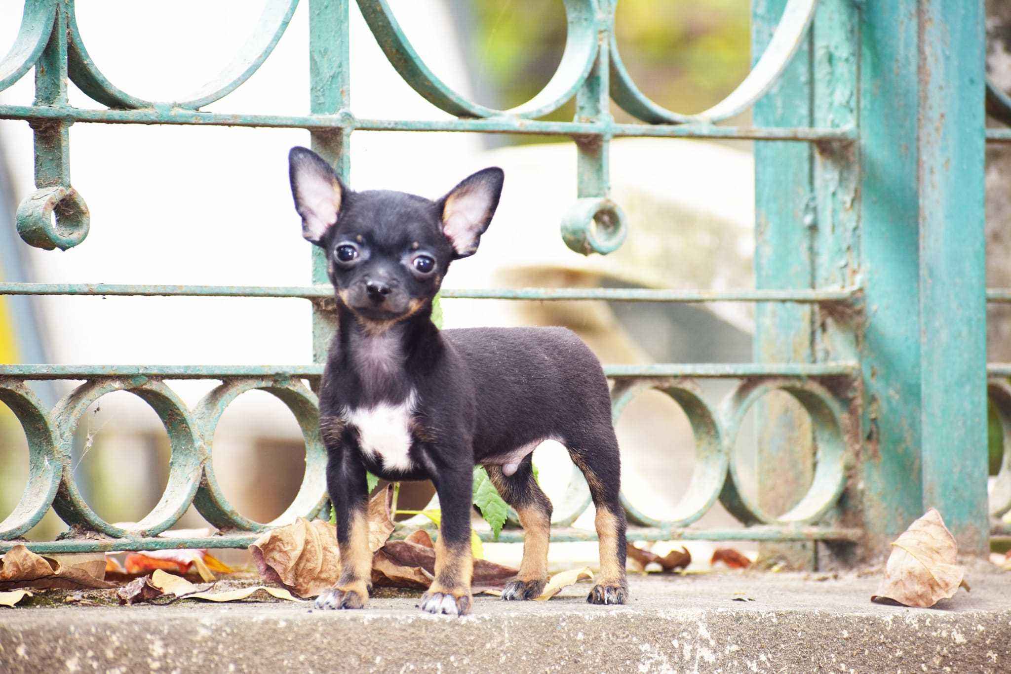 Chihuahua For Sale In Chennai