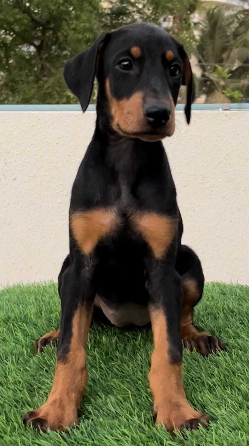 Doberman For Sale In Ahmedabad