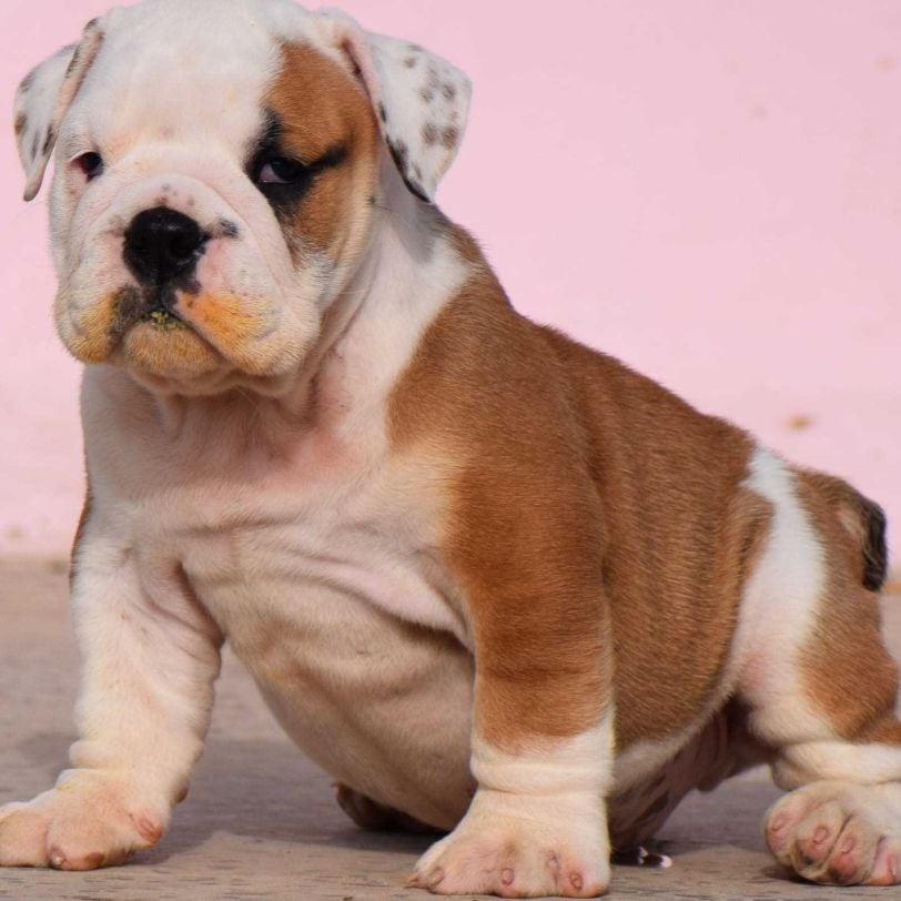 British Bulldog For Sale In Bangalore