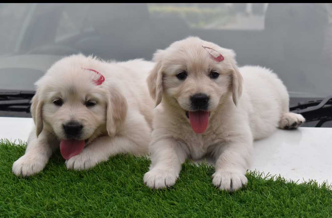Golden Retriever For Sale In Jammu