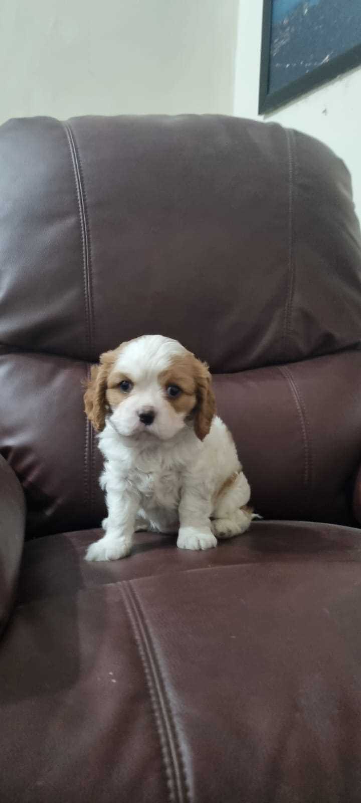 Cavalier King Charles Spaniel For Sale In Delhi